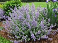 Catmint — A “Must-Have” Perennial | Piedmont Master Gardeners