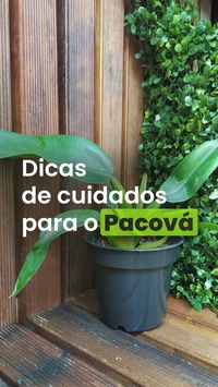 🌿 Pacová, também conhecida como babosa-de-pau, é uma planta exuberante e versátil, perfeita para decorar seu jardim ou trazer um toque verde ao seu espaço interno. No entanto, para que ela alcance seu potencial máximo, é fundamental fornecer a ela os cuidados adequados. Vamos compartilhar dicas valiosas e orientações práticas para garantir que sua planta Pacova cresça saudável.🪴 Deixe o mundo mais verde com a Plantei!!!🌳 #pacová #cuidadoscomplantas #lojaplantei #dicasdecultivo