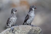 Least Auklet, Aethia pusilla