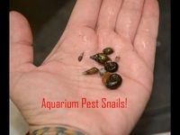 Pest snails in the Aquarium- the good, the bad, and the ugly - YouTube