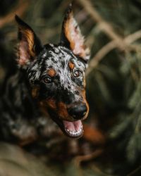 Beauceron Merle puppy