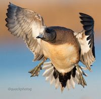 American Wigeon Male