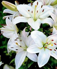 What To Do When Lilies Have Finished Flowering | Flowersandflowerthings