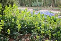 Buy wood spurge Euphorbia amygdaloides var. robbiae: £14.99 Delivery by Crocus