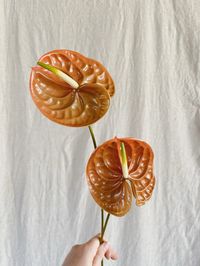 Terracotta anthuriums