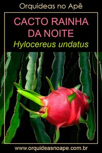 Informações e dicas de cultivo do cacto rainha da noite, Hylocereus undatus, também conhecido como cacto pitaya. #cactos #orquideasnoape