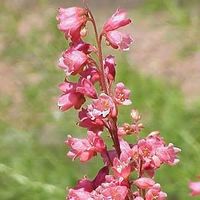 inflorescências do tipo paníncula, com numerosas flores em forma de sino, que podem ser róseas, vermelhas, amarelas, verdes ou brancas, de acordo com a variedade. Em algumas cultivares, as flores adquirem a importância ornamental primária, com a folhagem em segundo plano. As flores da heuchera são duráveis e podem ser aproveitadas como flor de corte.