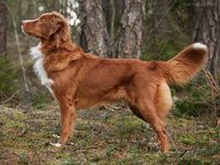 The “toller” is a medium-sized sporting dog—intelligent, eager to please, and high-energy.