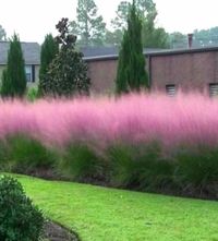 Pink Muhly Grass Seeds, Perennial Muhlenbergia Capillaris MU0130R - Etsy