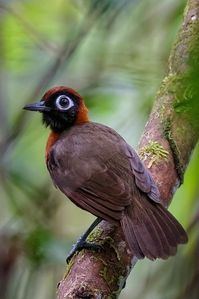 Chestnut-crested antbird