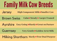 Family Milk Cow: The 5 Best Breeds For Beginners – Family Farm Livestock