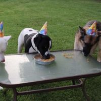 Doggie Birthday Cake - Allrecipes.com