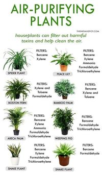 Air-Purifying Plants Poster - Intercept Inter National