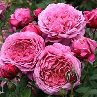 queen of elegance rose - Google Search