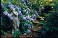 Inspired by beautiful blossoms, Wendy White transformed a wooded slope into a garden of flowers.