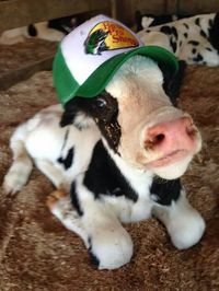 Baby cow