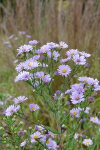 Smooth Aster - Aster laevis | Prairie Nursery