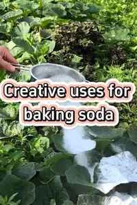 Posted @withregram • @gardening__guru "Baking Soda Hacks for Gardening"  #bakingsoda #gardeninghacks #plants #soilamendment #naturalfertilizer #greenthumb #sustainability #organicgardening #plantcare #gardeningtips by  gardensmania