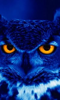 Blue owl. absolutely stunning