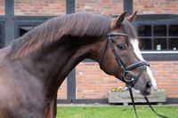 2009 Hanoverian Stallion | Sir Donnerhall x Weltmeyer