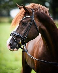 2007 German Riding Pony Stallion | Benetton S x Navajo