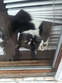 My cat, as well, bent the blinds to look outside. Graceful creature. - Imgur