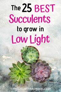 If you're looking for some easy to care for, low light succulents that look great indoors, then you've come to the right place. Succulents are a great way to spruce up any indoor environment, as they don't require much light and can thrive in a wide range of temperatures. In this article, we'll take a look at the best indoor succulents for low light and how to care for them. So, whether you're a succulent beginner or an experienced grower, this article has something for everyone!