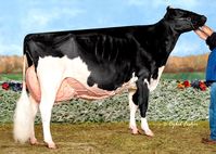 Holstein