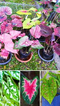 Discover the secrets to growing stunning caladium plants in your garden or home! 🌿🌺 Learn about the best planting techniques, soil requirements, watering tips, and more to ensure your caladiums thrive. Whether you’re a seasoned gardener or a beginner, this guide will help you create a vibrant display of colorful foliage.