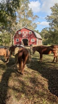 #dreamlife #dream #future #futurelife #goals #farmhouse #farm #inspiration #peace #horse #animals