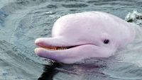 Pink dolphin