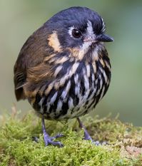 Crescent-faced Antpitta (Grallaricula lineifrons), photo taken in Hacienda El Bosque in Manizales-Colombia by Javier Zurita..