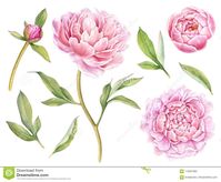 Pivoines