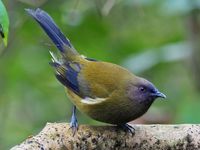 New Zealand Bellbird (Anthornis melanura) by DigitalTrails