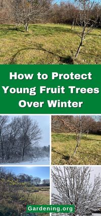 How to Protect Young Fruit Trees Over Winter (Easy Tips)