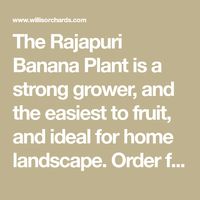 The Rajapuri Banana Plant is a strong grower, and the easiest to fruit, and ideal for home landscape. Order from Willis Orchards and enjoy sweet bananas!