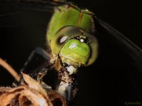 Eastern Pondhawk Dragonfly - Erythemis simplicicollis - North American Insects & Spiders