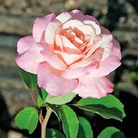 Belinda's Blush™ Shrub Rose