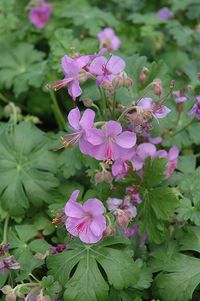 Cambridge Cranesbill (Geranium x cantabrigiense 'Cambridge') at Spruce It Up Garden Centre