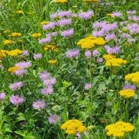 Boost your garden's beauty and support pollinators with these 8 companion plants for bee balm.