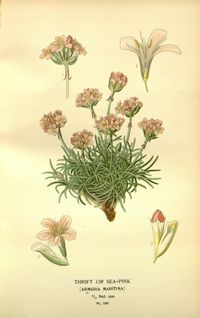 Armeria maritima FAVOURITE FLOWERS OF GARDEN AND GREENHOUSE V03, EDWARD STEP, 1896