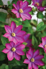 Clematis Magenta ****