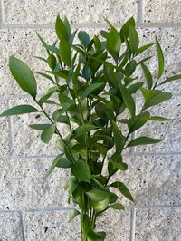 10 Fresh cut stems of Israeli Ruscus. Great for Garlands , Weddings & Home Decor The fresh, vibrant, green leaves of Israeli Ruscus are a great addition to all types of florals created with spring in mind. Available in our online store in 10 packs approximately at approximately 24inch length. Note: Israeli Ruscus (this item) is a leafy green with large, rounded, shiny leaves. We also offer Italian Ruscus, which is a similar green with small, petite pointed leaves.