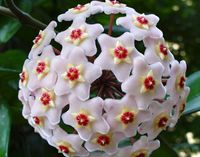 Flor de Cera – Hoya carnosa