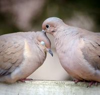 Turtledove couple <3http://bit.ly/2KQoqwu