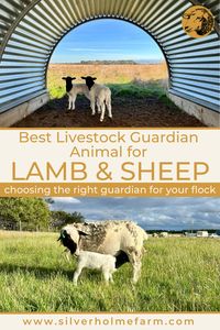 Livestock guardian dogs, donkeys, alpacas or llamas. Which is the best for your flock of sheep? A complete and detailed overview of the pros and cons of different livestock guardian animals and when they are most suitable. Use this guide to help you choose the best guardian animal for your farm or homestead.  #homesteading #homesteadingaustralia #silverholme #silverholmefarm #livestockguardiananimals #lambs #sheep #sheep protection #lambprotection #livestockgardianalpaca #livestockguardiandonkey