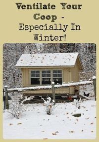 Describes why it's important to keep chicken coops well ventilated (even in winter) and how much ventilation is generally necessary.