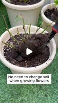 Amazing Garden on Instagram: "Tips to help soil become rich in nutrients #gardening #garden #gardeningtips #gardenlife #gardeninspiration #gardenideas #gardenlove #gardendesign #gardenersofinstagram #gardenersworld #garden_styles #gardenphotography #gardenlovers #gardenerslife #gardenart #gardenbeauty #gardensofinstagram #gardenplants #gardenviews #gardenersparadise #gardenista #gardeningcommunity #gardenloversclub #gardenaddict #gardeners #gardenerslife"