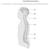 This printable 2-pack features a high-quality central nervous system  diagram and is ideal for quizzes, homework, review work, supplemental lesson material, or test preparation.   Worksheets included: Central Nervous System 1  Match names of parts of the central nervous system with labeled diagram Central Nervous System 2  Name labeled parts on the diagram of the central nervous system without a word bank  2 answer keys are included.  This product is also available as a part of a Nervous System Worksheet Pack with Diagrams  We are actively adding content; please follow us to see our new freebies and worksheets as they become available!  More Anatomy Diagrams on TpT  More K-12 printables at HelpTeaching.com   This work by HelpTeaching.com is licensed under a Creative Commons Attribution-Non