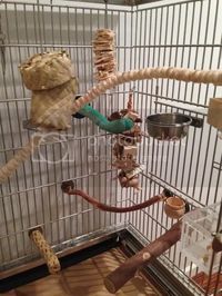 cage setups | Coco's Flock